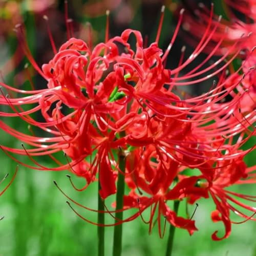 Cipolla rossa resistente, bulbi di fiori Bulbi di giglio ragno, bulbi a precoce regali per giardinieri perenni resistenti perenni tappezzante perenne resistente decorazione 12pcs