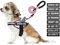 Service Dog Vest Harness and Leash Set, Animire in Training, Hundegeschirr mit 10 Hundeflicken, reflektierende Hundeleine mit weich gepolstertem Griff für kleine, mittelgroße, große und extra große