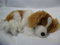 Sweety Toys 3594 'Plüschhund liegend, Länge ca. 30 cm, SENSORAKTIV