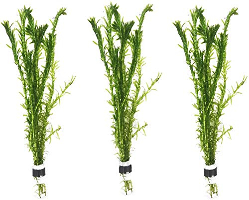 3 Bundles Anacharis Egeria Densa Elodea Live Aquarium Plants Freshwater Pond Aquatic Water Plant Decorations by Greenpro
