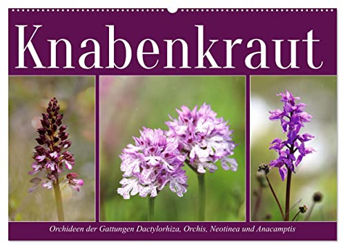 Knabenkraut (Wandkalender 2026 DIN A2 quer), CALVENDO Monatskalender: Orchideen auf heimischen Wiesen (CALVENDO Natur)