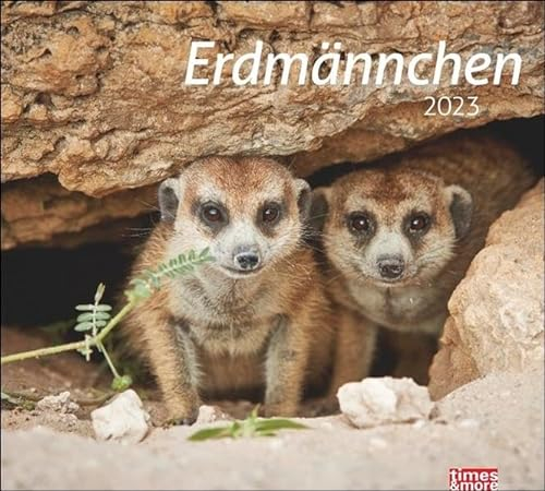Erdmännchen Bildkalender 2023. Die süßen neugierigen Tiere toll abgelichtet in einem Kalender Großformat. Hochwertiger Fotokalender für Tierfreunde.