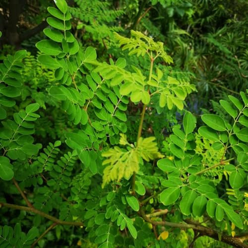 30 pcs Moringa Samen Zum Pflanzen, topfpflanzen für draußen, garten-geschenke Moringa oleifera saatgut, nachhaltige geschenke topfpflanzen echt, gartensamen wintergemüse saatgut dekopflanzen