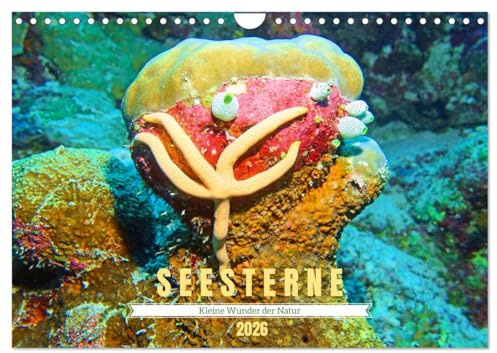 Seesterne - Kleine Wunder der Natur (Wandkalender 2026 DIN A4 quer), CALVENDO Monatskalender: Asteroidea - Sterne unter Wasser (CALVENDO Tiere)
