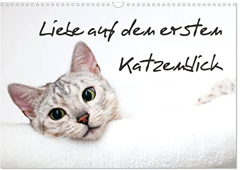 Liebe auf den ersten Katzenblick (Wandkalender 2026 DIN A3 quer), CALVENDO Monatskalender: Verführerische Katzengesichter für das ganze Jahr. (CALVENDO Tiere)