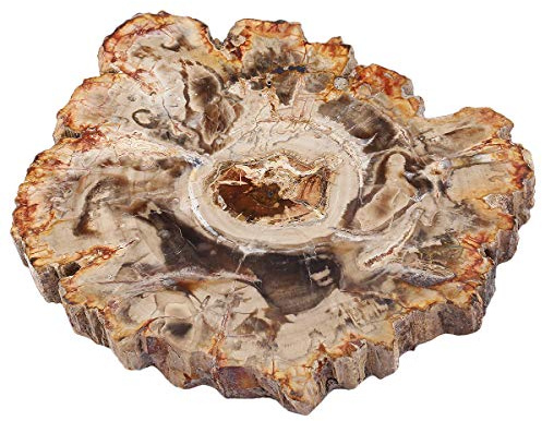 mookaitedecor 3.3-4.7 Inch Natural Petrified Wood Slab Stone Slice Specimen | Irregular Petrified Wood Slices for Crafts, for Reiki Healing Home Decoration