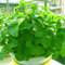 L'erba gatta Nepeta cataria, 250 semi