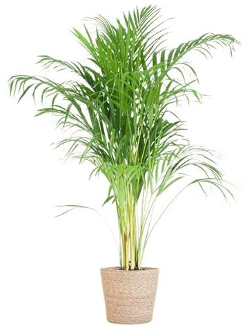 Areca-Palme Dypsis - Goldfruchtpalme - Zimmerpflanze - 100cm - Ø21cm + Korb Sofia Natur
