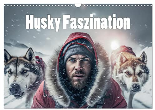 Husky Faszination (Wandkalender 2026 DIN A3 quer), CALVENDO Monatskalender: Schlittenhunde in Aktion (CALVENDO Tiere)