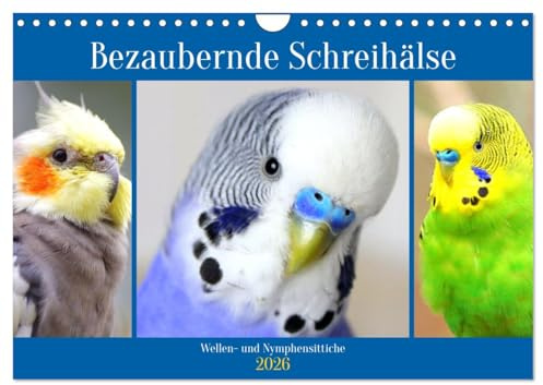 Bezaubernde Schreihälse. Wellen- und Nymphensittiche (Wandkalender 2026 DIN A4 quer), CALVENDO Monatskalender: Bunte Wellen- und kecke Nymphensittiche mit cooler Punkfrisur (CALVENDO Tiere)