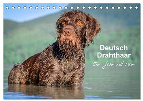 Deutsch Drahthaar - Ein Jahr mit Max (Tischkalender 2026 DIN A5 quer), CALVENDO Monatskalender: Jagdhundästhetik pur für jeden Monat (CALVENDO Tiere)