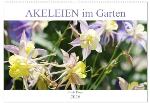 Akeleien im Garten (Wandkalender 2026 DIN A2 quer), CALVENDO Monatskalender: Akeleien - filigran, dynamisch, Tänzer im Wind (CALVENDO Natur)