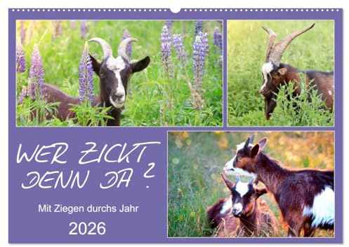 Wer zickt denn da? Mit Ziegen durchs Jahr (Wandkalender 2026 DIN A2 quer), CALVENDO Monatskalender: Freche Ziegen auf Wiesen und Weiden (CALVENDO Tiere)