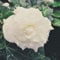 Just Seed - Flower - Begonia - Nonstop White F1-10 Pelleted Seed