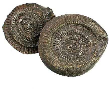 Mutter Erde Ammonit Cephalopode Tintenfisch, versteinertes Fossil aus dem Jura, Millionen Jahre alt, England positiv und negativ