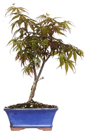 KENTIS - Bonsai Acer Palmatum Skeeter's Broom - Fächerahorn - Echte Zierpflanze Für Draußen - H 32/42 cm Topf 18 cm