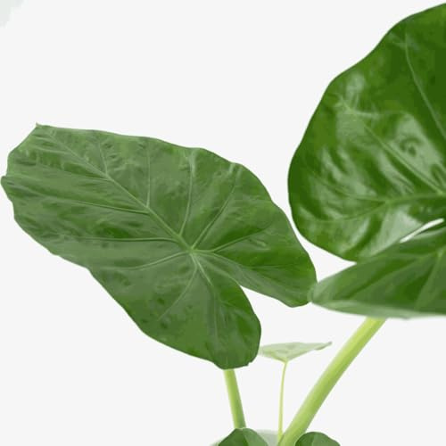 Alocasia 'Macrorrhiza' - Elefantenohr - 60-70cm - Ø17cm - Zimmerpflanze - Immergrün