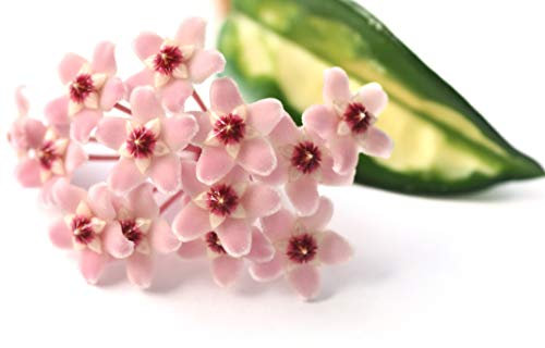 POWERS TO FLOWERS - HOYA CARNOSA TRICOLOR RED A FIORE ROSA, VASO 12CM, pianta vera
