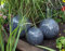 garten-wohnambiente Dekokugel anthrazit 3er Set 15-10-10 cm aus Edelstahl Kugel Dekorationskugel