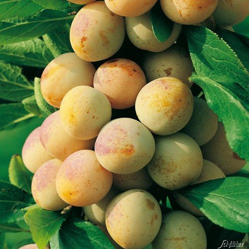 Zwergstamm Mirabelle von Nancy Prunus domestica Mirabelle de Nancy Zwergstamm 40cm winterhart