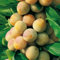 Zwergstamm Mirabelle von Nancy Prunus domestica Mirabelle de Nancy Zwergstamm 40cm winterhart