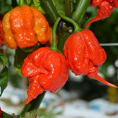 Haloppe 100/200 Pz Semi di Peperoncino Piccante per la Piantagione del Giardino di Casa, Carolina Reaper Semi di Peperoncino Peperoncino Bonsai Decorazione di Piante Ortaggi 200 pezzi