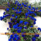 50 Semi/Pack, cinese raro Light Blue 'Lady di Charme' Semi fiore della Rosa, Arrampicata Pianta semi Fiore con forti frangrant!