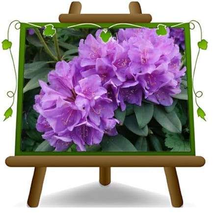 Rhododendron Violett Goldflimmer Ornamentale Pflanzen auf Topf, 22 cm.
