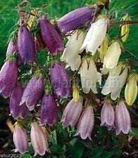 vegherb Campanula Punctata Glockenblume [Ring Glocken] Weiße und rosa Blumen (1000 Seeds)
