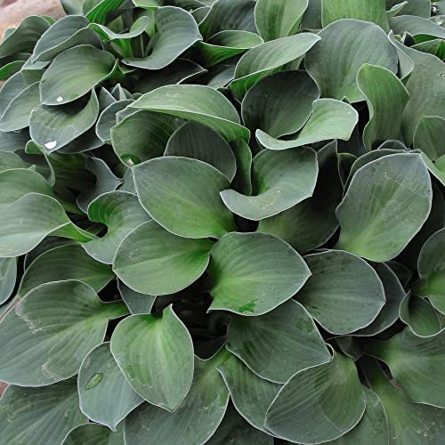 Suttons Hosta Blue Mouse Ears Garden Plant Hardy Perennial Variegated Foliage Easy to Grow 1 x 9cm Pot