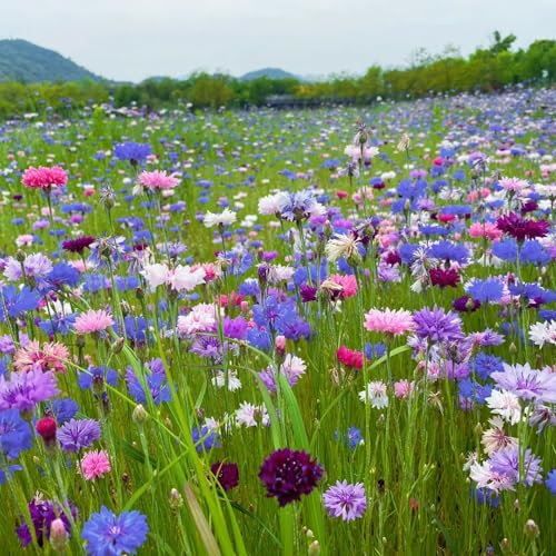 1000 pz semi di fiordaliso perenne resistente, fiordaliso, Piante A Fioritura Precoce Piante Da Esterno, Centaurea cyanus, fiori semi piante perenni in vaso fiori di campo piante