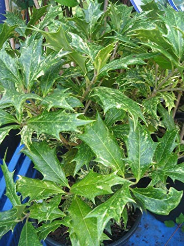 Portal Cool Osmanthus heterophyllus 'Tricolore' Arbusto, Evergreen, Fiori Bianchi, Ulivi