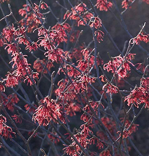 Zaubernuß Washington Park 30-40cm - Hamamelis intermedia - Gartenpflanze