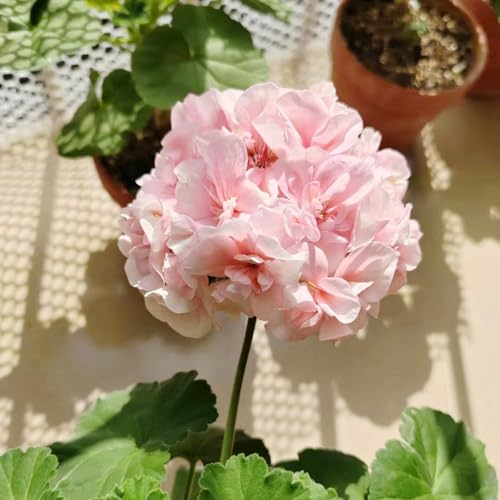 20 pcs geranien samen mehrjährig - balkon pflanzen winterfest bienen wiese Pelargonium hortorum,geranie pflanzen für balkonkästen winterhart balkonblumen bodendecker winterhart wildblumensamen