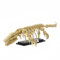 VizBrou Tier Fossilien Bausteine, Dinosaurier Welt Schädel Klemmbausteine Modell Kit, 498 Teile Mosasaurus Dino Skelett Knochen Modell Spielzeug Geschenk Set für Mädchen Jungen Kinder Erwachsene