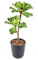 PEGANE Plante Artificielle Haute Gamme Spécial extérieur/Succulent Artificielle - Dim : 50 x 25 cm