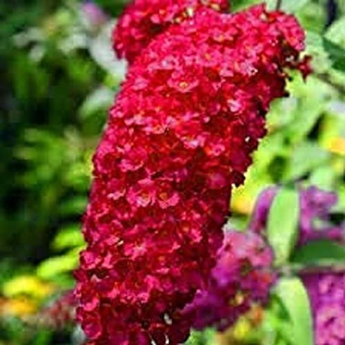 Buddleja Plants, Butterfly Bush, Buddleja Davidii 'Royal Red', 1 x Full Plant in a 3 Litre Pot, Buddlejas, Garden Ready and Ready to Plant, Premium Quality Garden Perennials