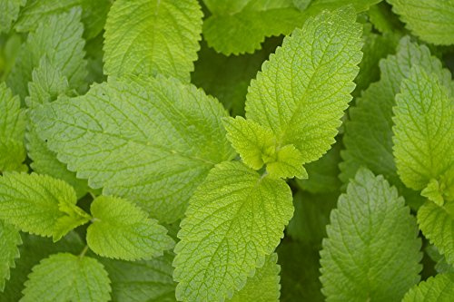 Zitronenmelisse -Melissa officinalis- 100 Samen
