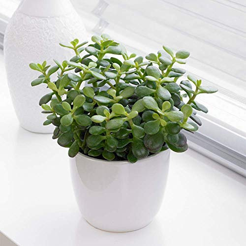 Planta de Interior Crassula Minor - Planta Viva de Interior Decorativa Árbol Jade o Planta del Dinero 12cm en Maceta