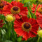 Helenium Mariachi Salsa Outdoor-Gartenfertige Pflanzen, winterharte Staudenpflanze im Topf