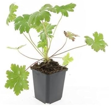 Exotenherz Bodendecker - Balkan-Storchschnabel - Geranium macrorrhizum 'Ingwersen's Variety' - 9cm Topf - Set mit 20 Pflanzen