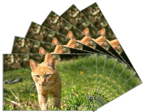 Wallario 6er Set Frühstücksbrettchen aus Glas, Glasunterlage, Glasbrettchen Neugierige Katze im Gras, Größe 14 x 23 cm, Sicherheitsglas