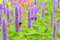 Duftnessel, Anis-Ysop 100 Samen, Agastache