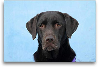 Premium Textil-Leinwand 45 x 30 cm Quer-Format Labrador, Leinwanddruck von SchnelleWelten