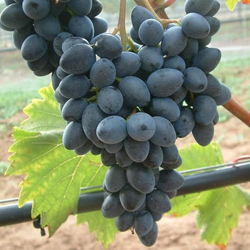 Tafeltraube 'Georg®' blau - Traubenrebe für den Garten - 1 Traubenpflanze von Pflanzen-Kölle im 3 Liter Topf - Vitis vinifera Georg