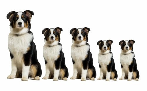 AdriLeo - Aufkleber 5er-Set – Australian Shepherd tri-color - Deko Autoaufkleber Sticker Hund Aussie Schäferhund