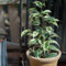 25 pcs birkenfeige samen - Ficus benjamina - zimmerpflanzen, pflanzen geschenk birkenfeige zimmerpflanze bodendecker winterhart, mini gewächshaus fensterbank bäume kaufen, exotische