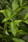 Prunus laurocerasus 'Diana' 80-100 cm - Kirschlorbeer, immergrün, ideal als Hecke, pflegeleicht, winterhart, schnittverträglich