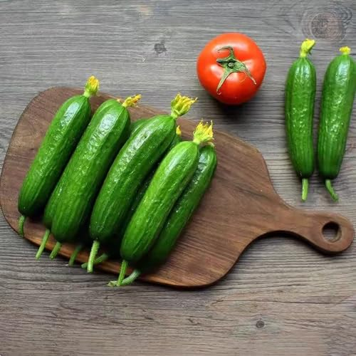 300 pcs gurken samen deko garten gurkensamen balkon gemüse snackgurken samen saatgut pflanzen samen gemüse pflanzen geschenke für gartenliebhaber gurkenpflanzen bio saatgut stauden