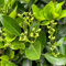 100 pcs stechpalme hecke samen - Ilex crenata - echte pflanzen samen geschenk zimmerpflanzen samen bienenweide samen extrem winterharte kübelpflanzen grünpflanzen kletterpflanzen